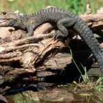 How NovaPG Is Transforming Digital Payments for Content Creators