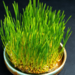 BCN Play: Original Content Inspired by the Spirit of Barcelona